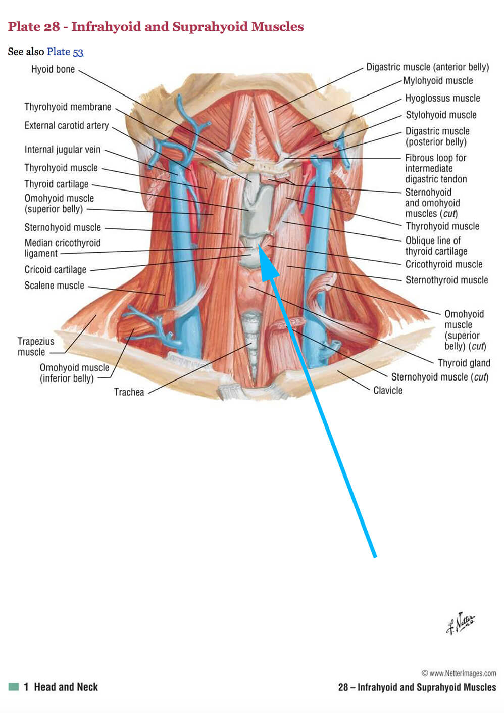 Anatomy of the Neck and Location of Thyroid Cartilage in Chondrolaryngoplasty