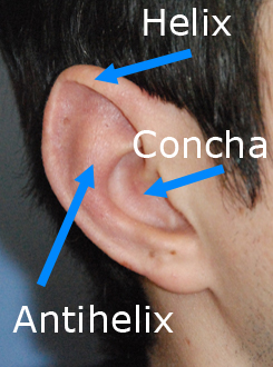 otoplasty-ear-landmarks